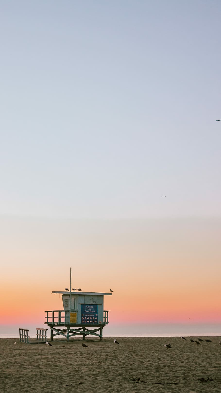 several birds on beach shore under blue sky, lifeguard post during sunset HD wallpaper