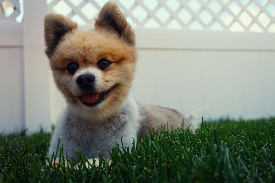 adult Pomeranian lying on lawn grass close-up photo, dog, puppy HD wallpaper