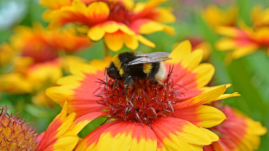 Hummel, Close, Blossom, Bloom, Insect, nature, hard working HD wallpaper