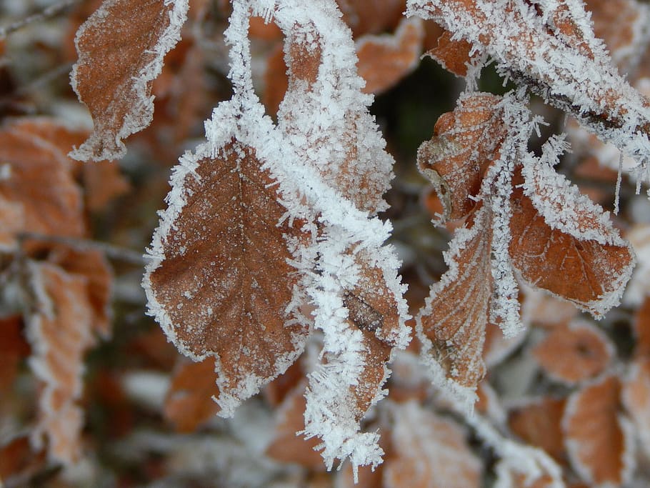 frozen, ice, winter, iced, leaf, cold temperature, snow, frost HD wallpaper
