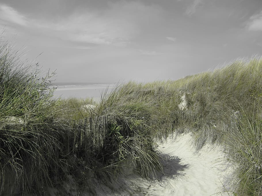 brittany, beach, summer, finistère, plant, grass, growth, cloud - sky HD wallpaper