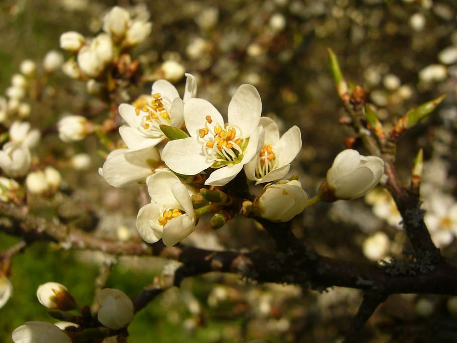 Blossom, Spring, Bloom, schlehe, flower, fragility, white color HD wallpaper