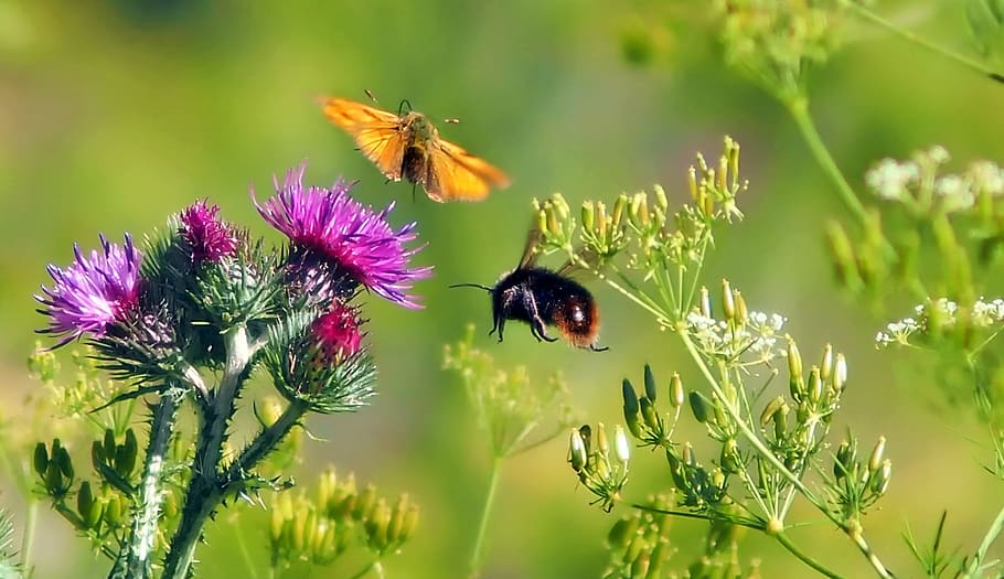 bee flying over purple petaled flower, Insect, Nature, Live HD wallpaper