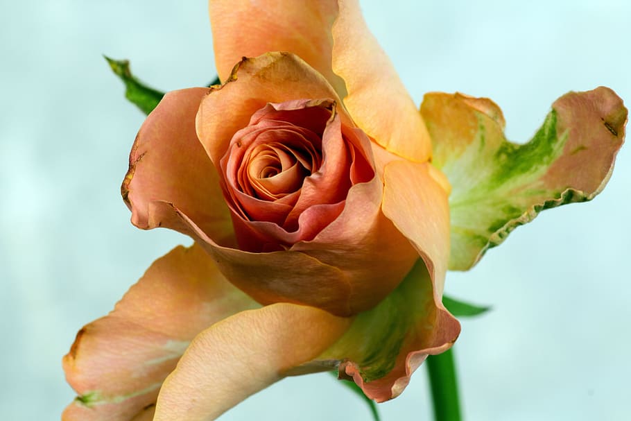 rose, macro, orange, close, flower, flowering plant, vulnerability HD wallpaper