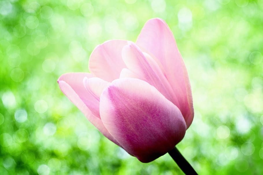 Hình nền HD hoa Tulip sẽ đưa bạn đến nơi những bông hoa tuyệt đẹp được khoe sắc rực rỡ tại mùa xuân. Hãy cùng tận hưởng vẻ đẹp của những đóa hoa tươi tắn và chắc chắn đem lại cho bạn cảm giác sảng khoái, tươi mới.