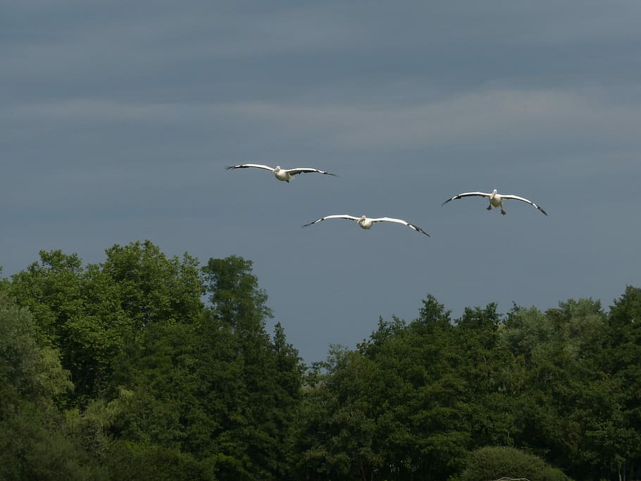 Pelican, Flight, Bird, flying, animals in the wild, mid-air HD wallpaper