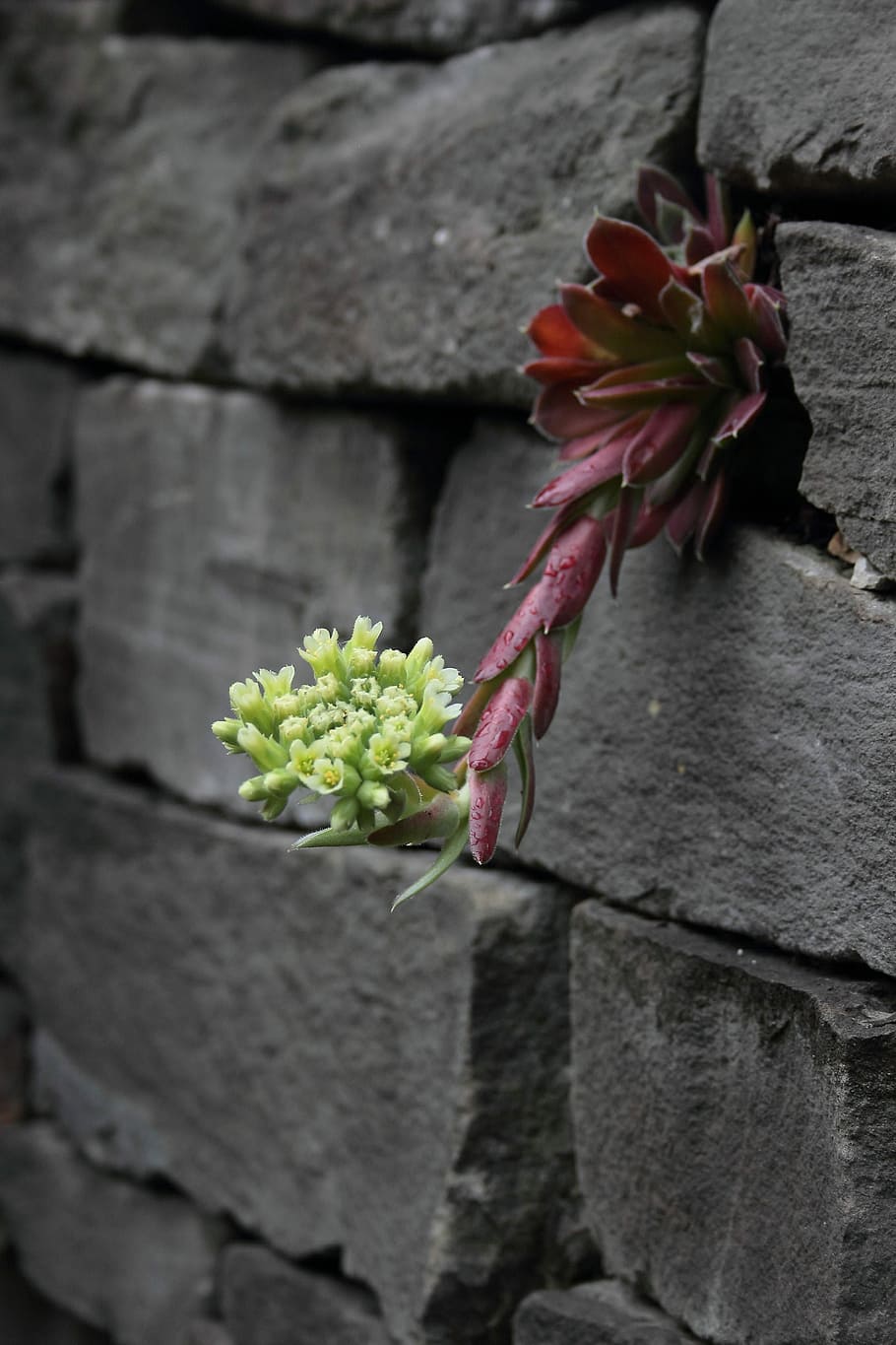 Wallflower, Stones, Cracks, flowers, houseleek, plant, no people HD wallpaper