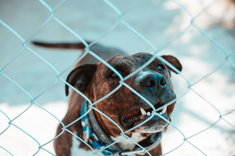 brown dog behind gray fence during daytime, adult brown brindle and white American pit bull terrier on focus photo, HD wallpaper