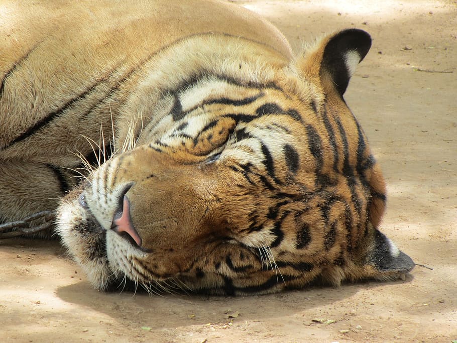 tiger, sleep, head, sleeping, animal, face, fur, wild, rest HD wallpaper