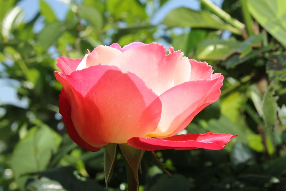 nature, flower, bloom, rose, flowering plant, beauty in nature HD wallpaper