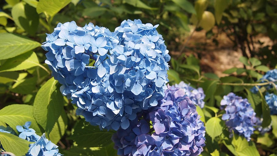 flowers, hydrangea, nature, flowering plant, beauty in nature HD wallpaper