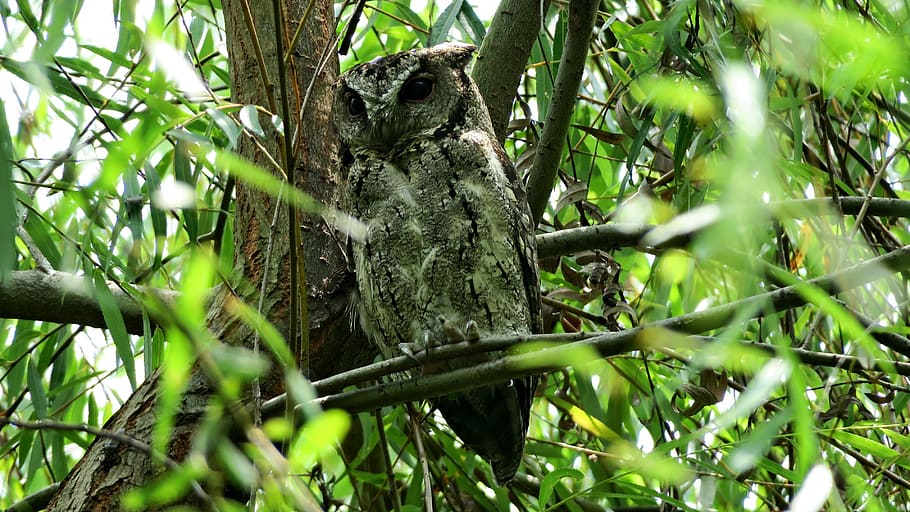 owl, bird, nocturnal, plant, animals in the wild, animal themes HD wallpaper