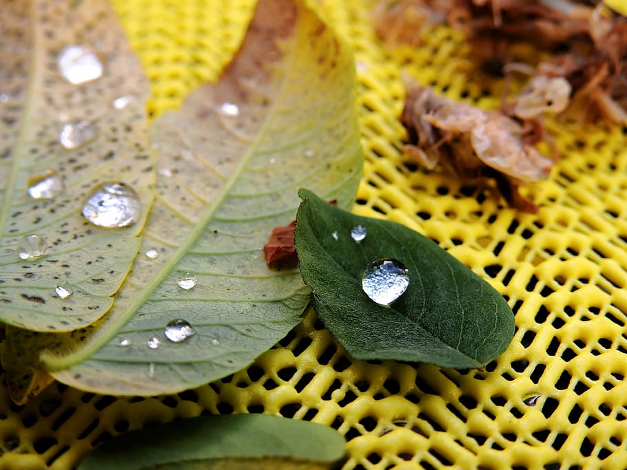 Hd Wallpaper Leaves Dew Drop Of Water Drip Autumn Dewdrop Plant Morgentau Wallpaper Flare