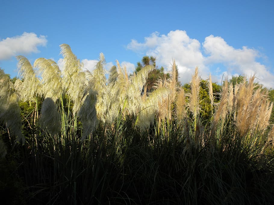 Grass, Nature, Field, Outdoor, Natural, landscape, growth, outdoors HD wallpaper