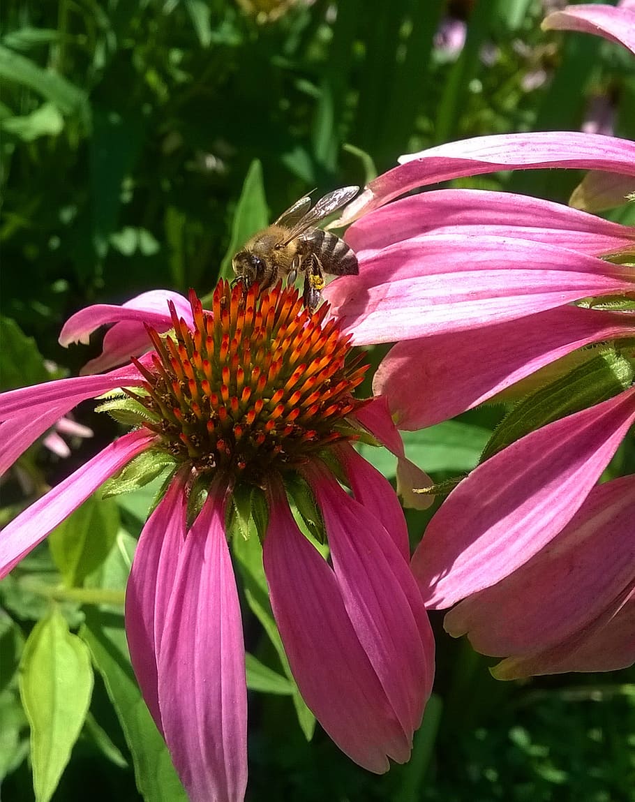 bee, flower, nature, summer, green, pollen, nectar, spring HD wallpaper
