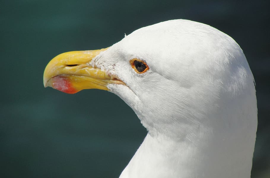 seagull, close-up, bird, one animal, beak, vertebrate, animal body part HD wallpaper