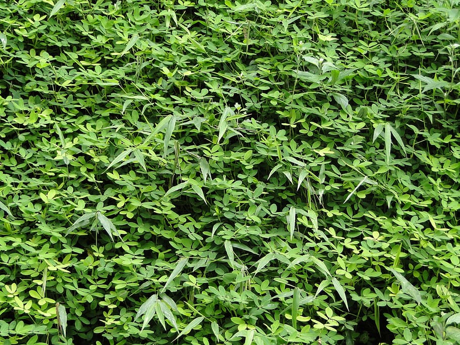 Nature, Foliage, Leaf, green, green leaves, ecology, green color HD wallpaper