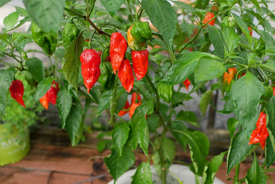 ghost pepper, hot, culinary, plant, red, leaf, growth, plant part HD wallpaper