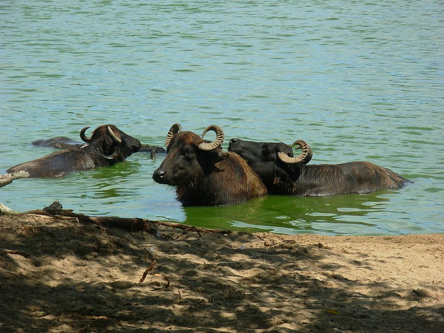 Buffalo, Nature, Animals, animals in the wild, animal wildlife HD wallpaper