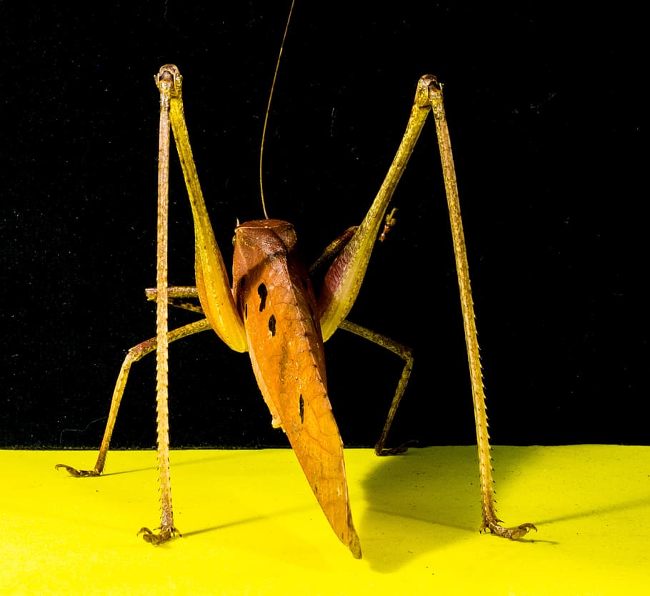 Grasshopper, Insect, Scare, viridissima, chitin, close, one animal HD wallpaper