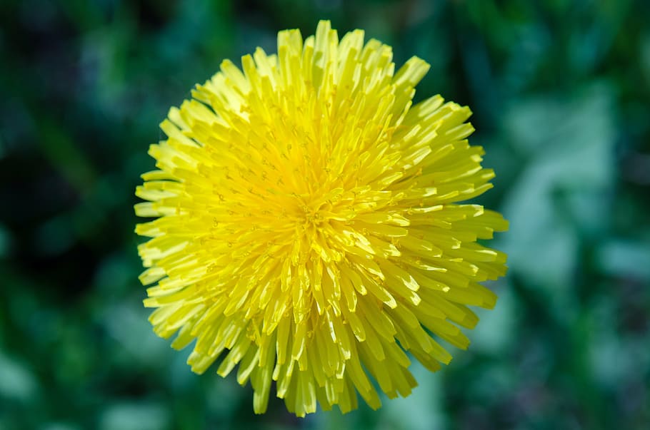 dandelion, flower, spring, may, greens, plant, yellow, bright HD wallpaper
