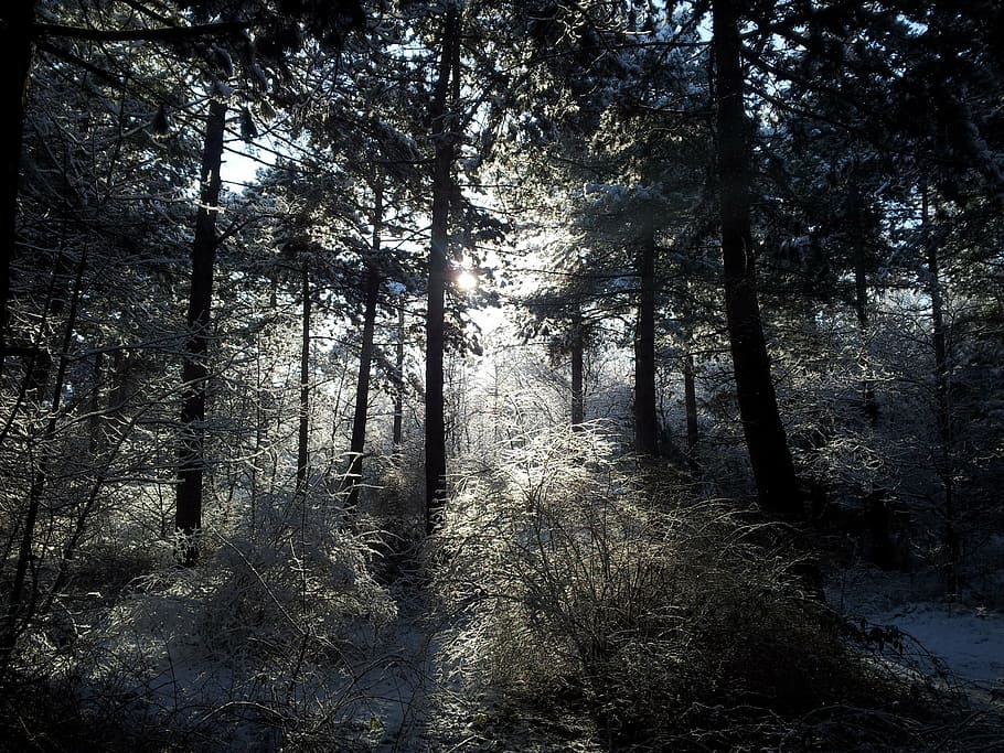 landscape, trees, snow, nature, forest, winter landscape, dutch landscape HD wallpaper