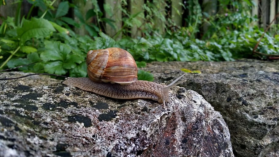 snail, stone, reptile, macro, crawl, animal wildlife, animal themes HD wallpaper