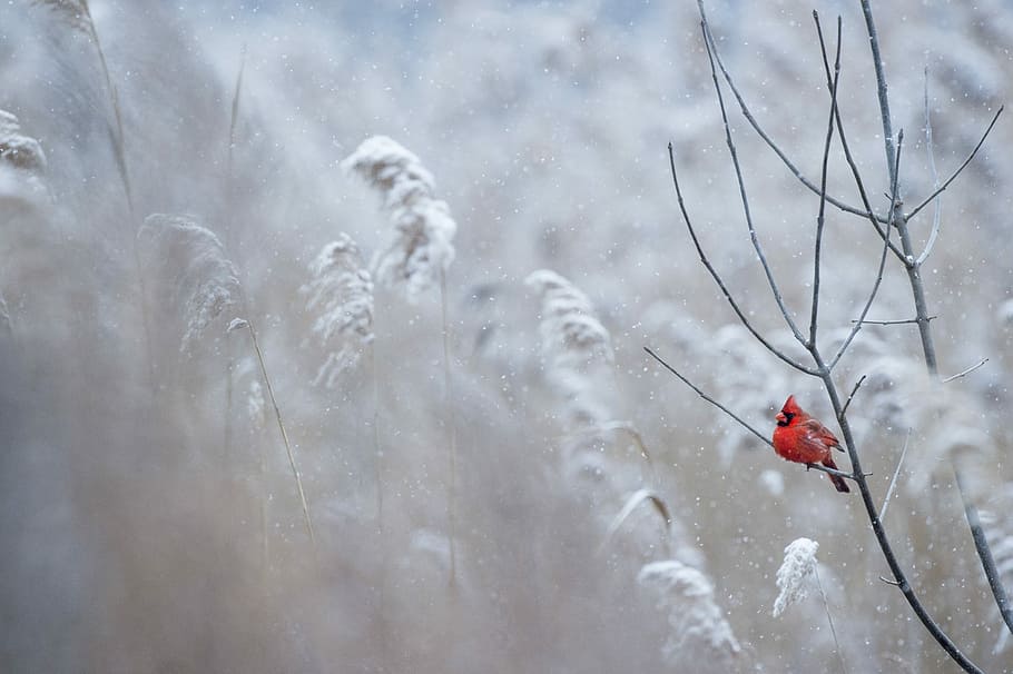 selective focus photography of cardinal bird on tree branch, cardinal perched in leafless tree during winter season HD wallpaper