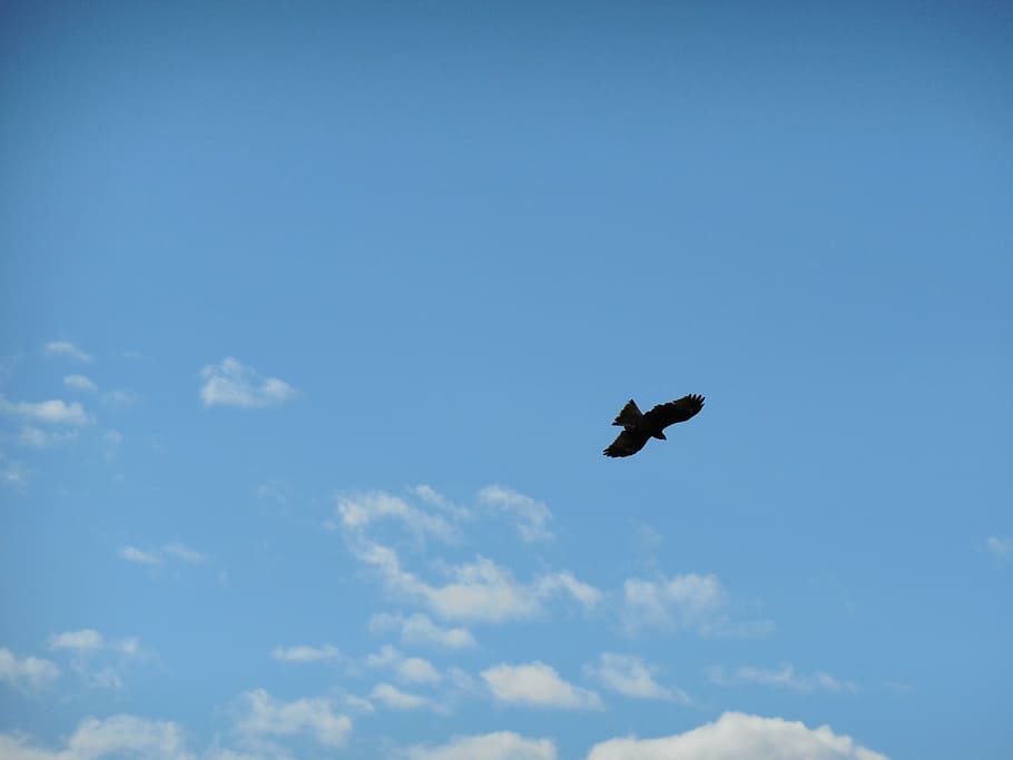 blue sky, cloud, clear skies, bird, flying, animal, cloud - sky HD wallpaper