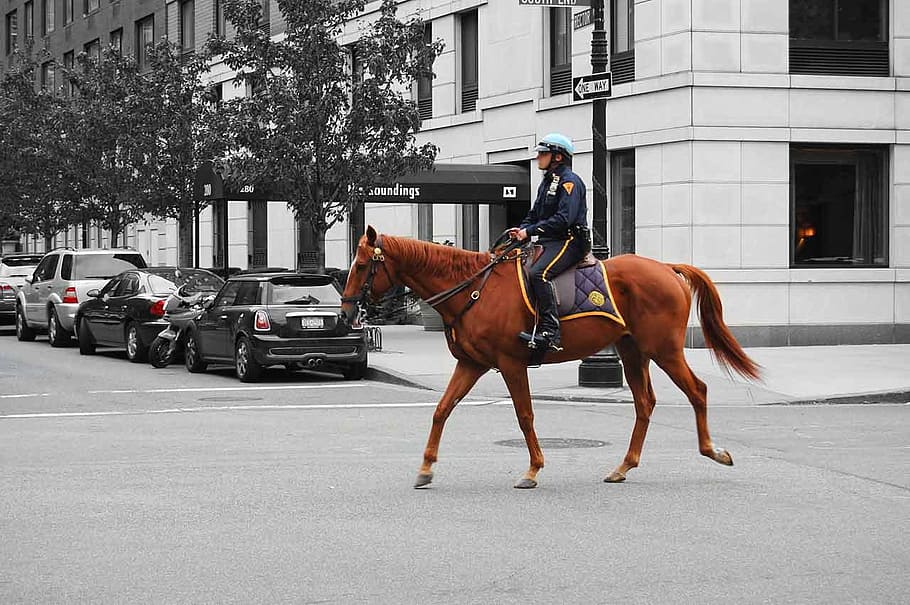 Policeman, Constable, Copper, bobby, horse, animal, riding