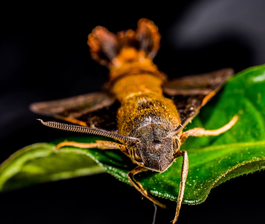moth, butterfly, insect, close, one animal, animal themes, animal wildlife HD wallpaper