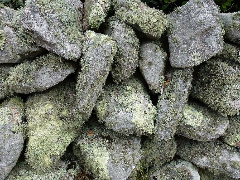 lichen, stone, texture, moss, textured, backgrounds, full frame HD wallpaper
