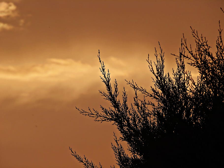 sunset, sky, clouds, branches, field, background, ocher, luminosity, HD wallpaper