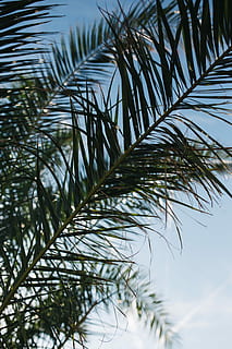 Green palm tree, summer, nature, sky, leaf, leaves, outdoors HD wallpaper