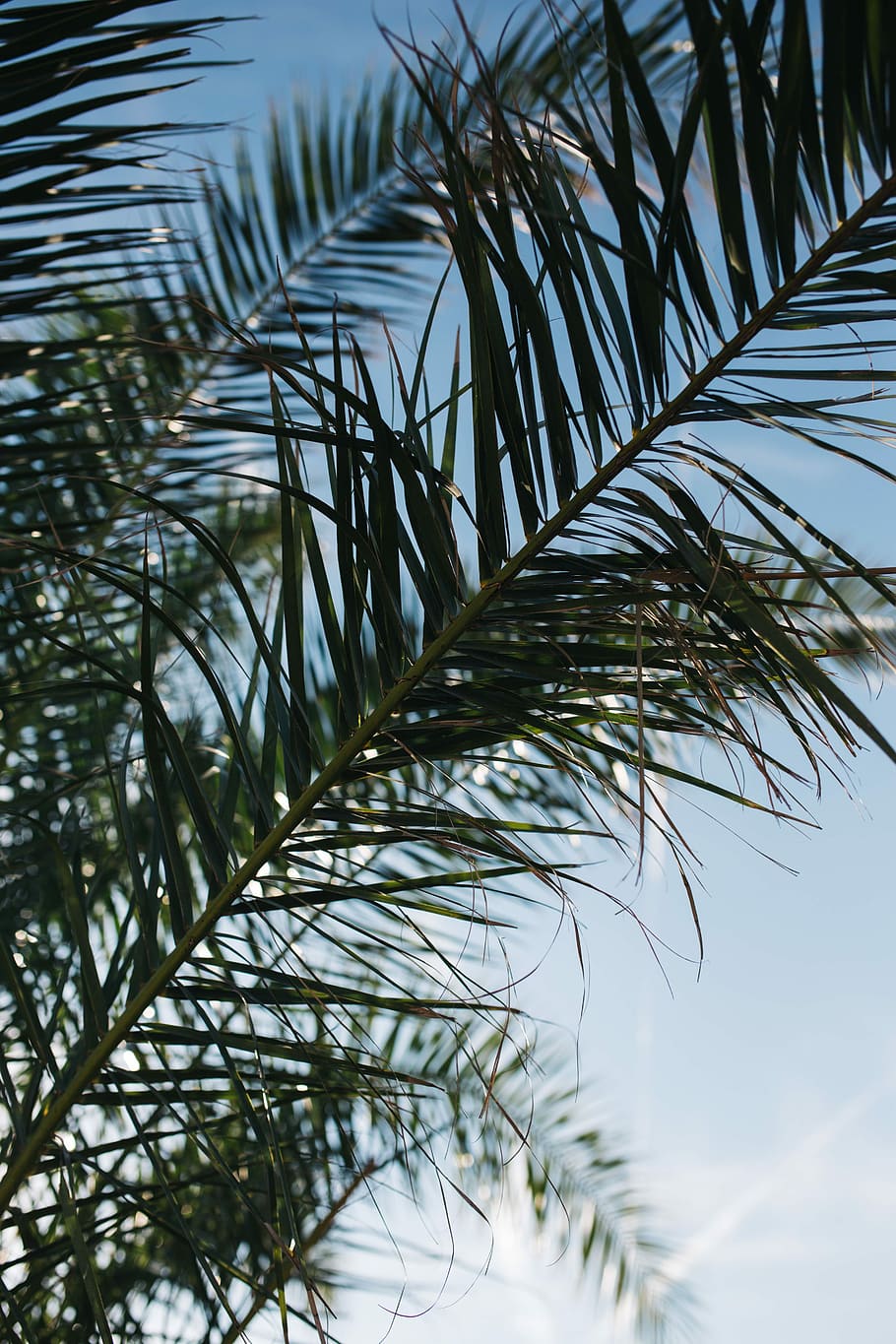 Green palm tree, summer, nature, sky, leaf, leaves, outdoors HD wallpaper