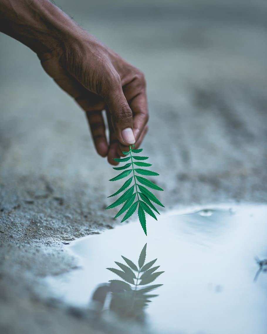 selective focus photography of person holding green leafed plant, person holding green leaf HD wallpaper
