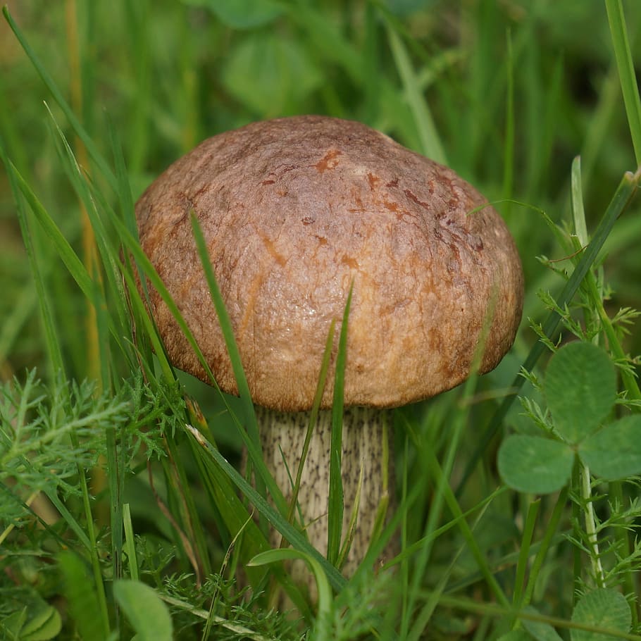 boletus, boletaceae, mushroom, food, nature, fungus, autumn, HD wallpaper