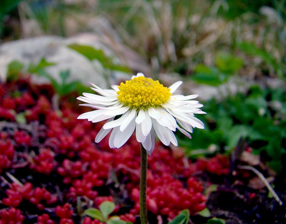 flower, white, cute, small, garden, summer, flowering plant HD wallpaper