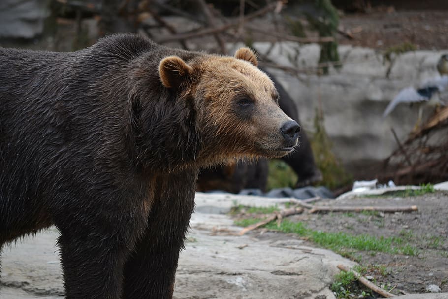 bear, big, wild, nature, wildlife, predator, animal, danger HD wallpaper