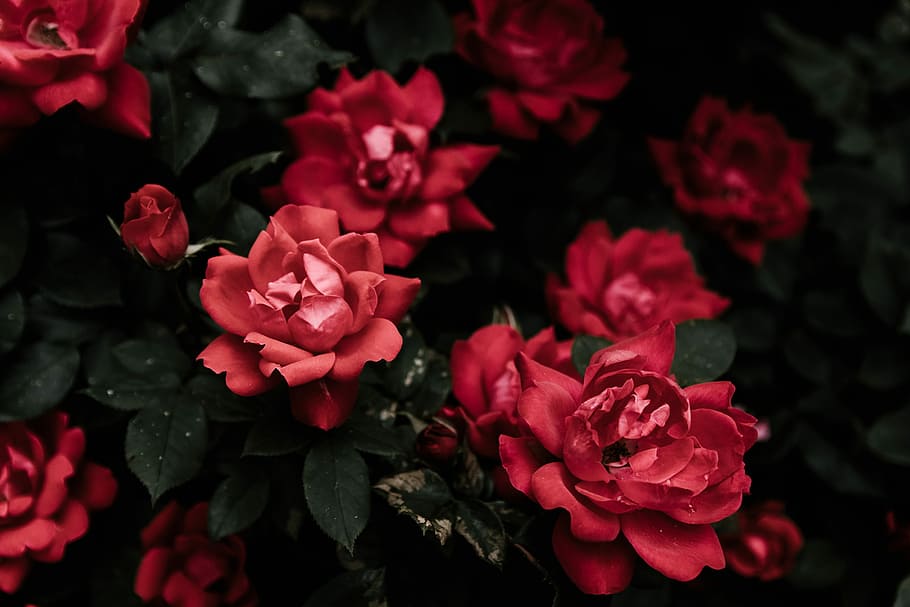 closeup photo of red petaled flowers, red flowers, rose, bright HD wallpaper
