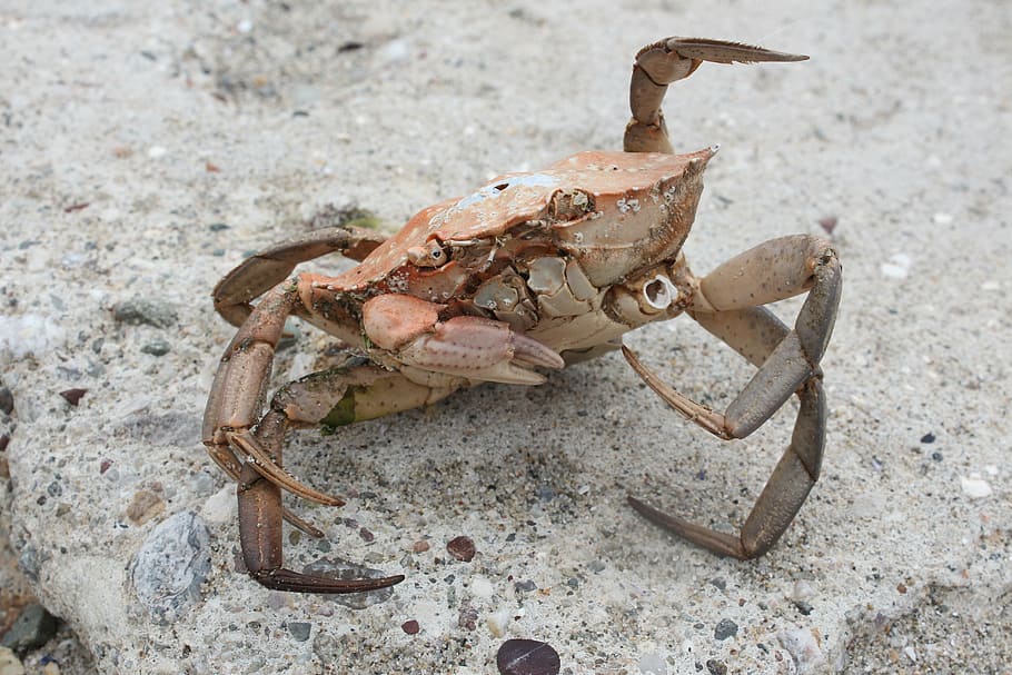 crab, coastal, beach, stone, animal, animal themes, animal wildlife HD wallpaper