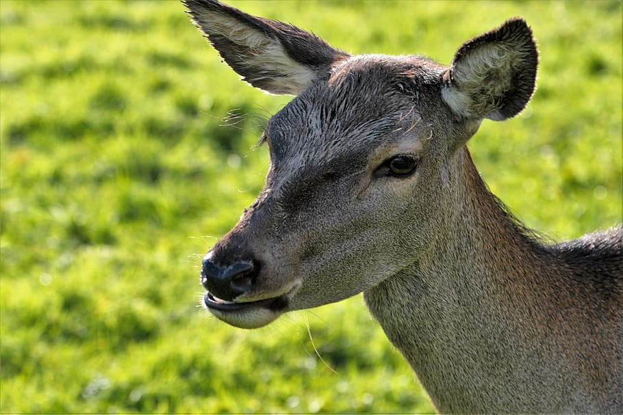 deer, doe, animal, nature, wildlife, mammal, brown, natural HD wallpaper