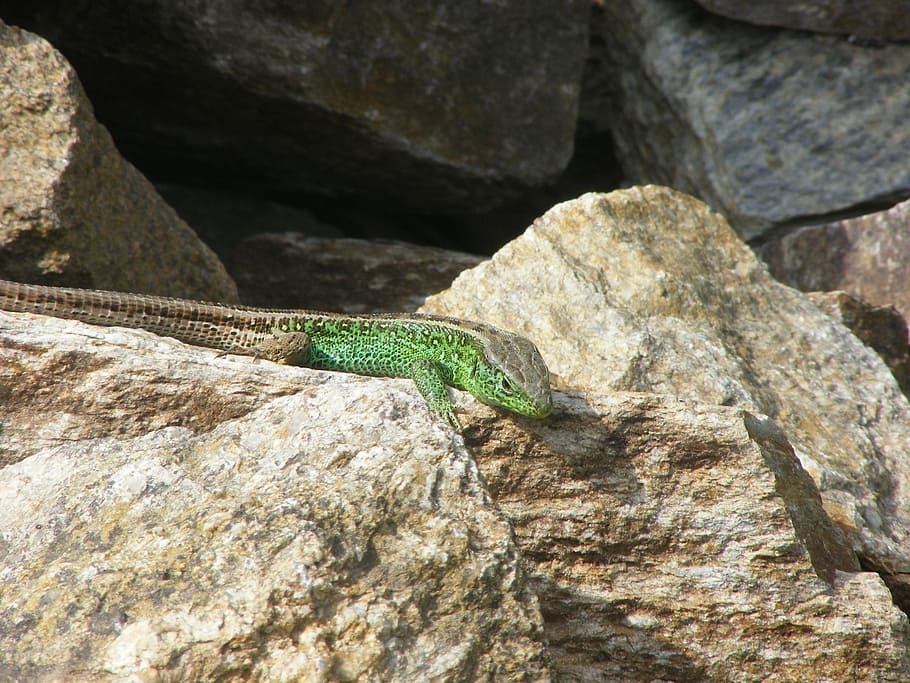 Sand Lizard, Animals, Nature, green, summer, stone, one animal HD wallpaper