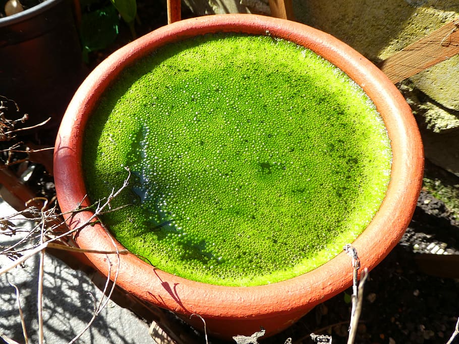 Flowerpot, Nature, green, green color, no people, close-up HD wallpaper