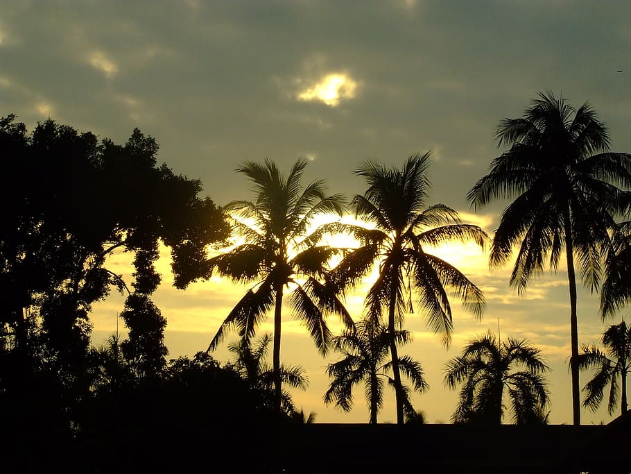 sunset, coconut tree, thailand, palms, dusk, tropical, silhouette HD wallpaper