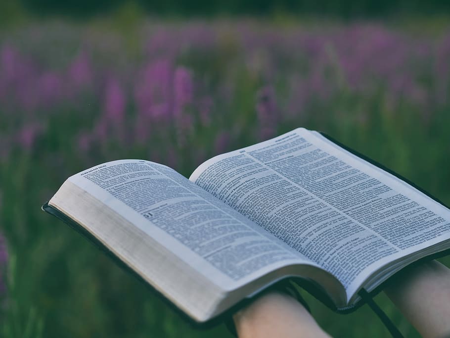 person holding open book near pink flower field selective focus photography, person holding a bible near purple flower field during daytime, HD wallpaper