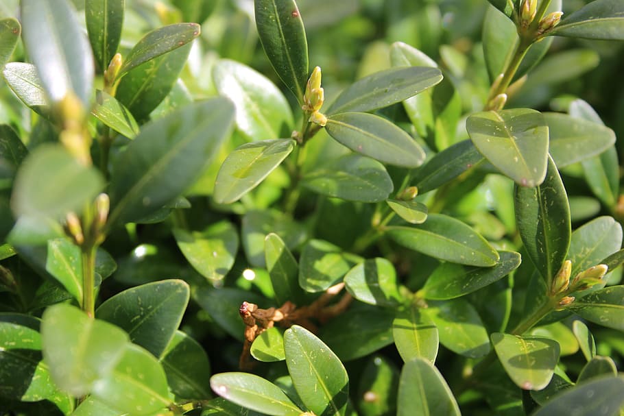 green, nature, leaf, hedge, boxwood, close, plant part, green color HD wallpaper