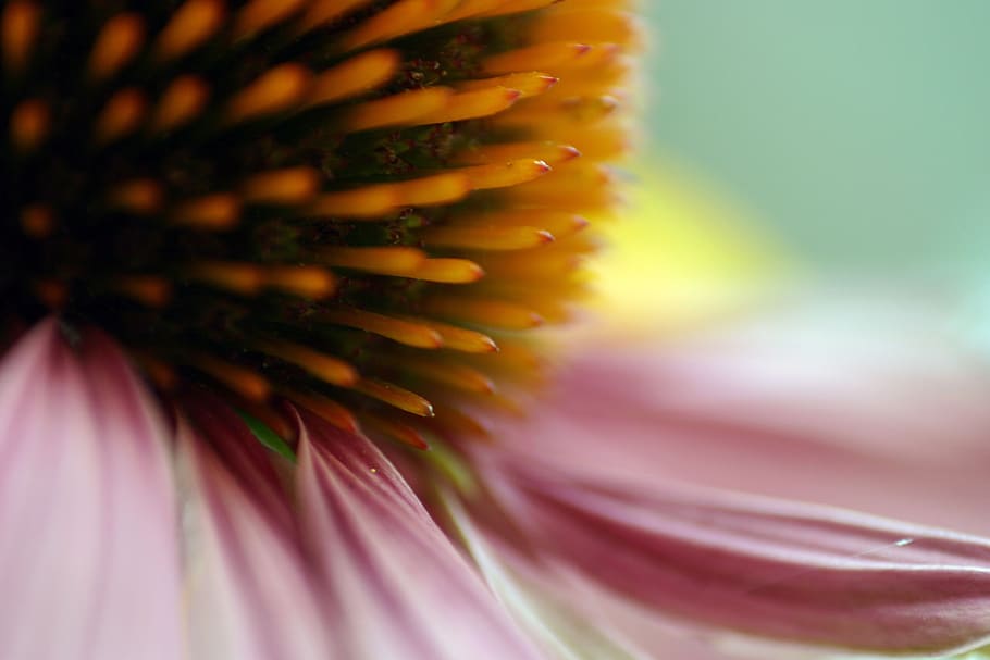 echinacea, flower, blossom, bloom, stamen, macro, flowering plant, HD wallpaper