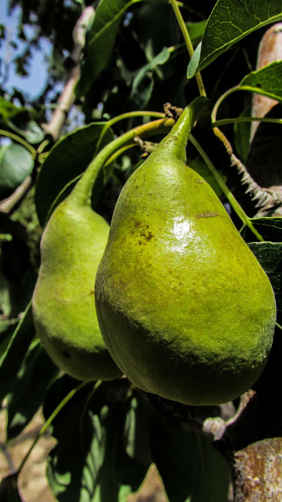 pear, fruit, tree, garden, food, fresh, healthy, delicious HD wallpaper