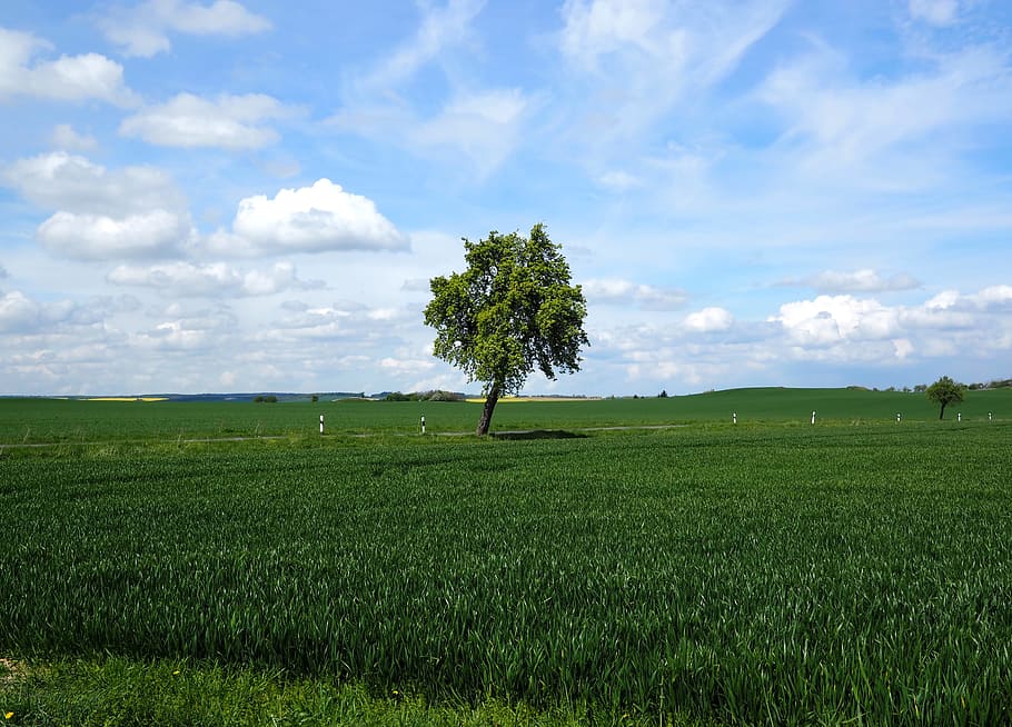 Plant, Nature, Live, field, agriculture, landscape, growth HD wallpaper